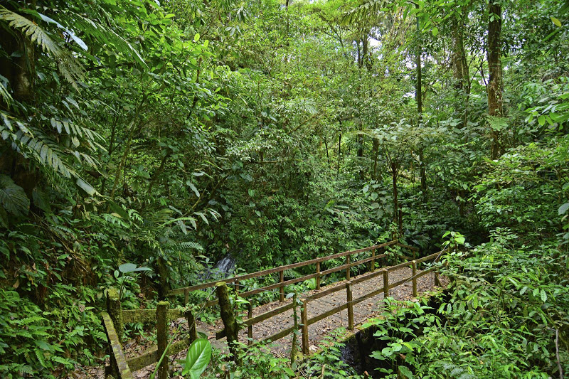 Forrest at Chachagua Costa Rica Eco Lodge